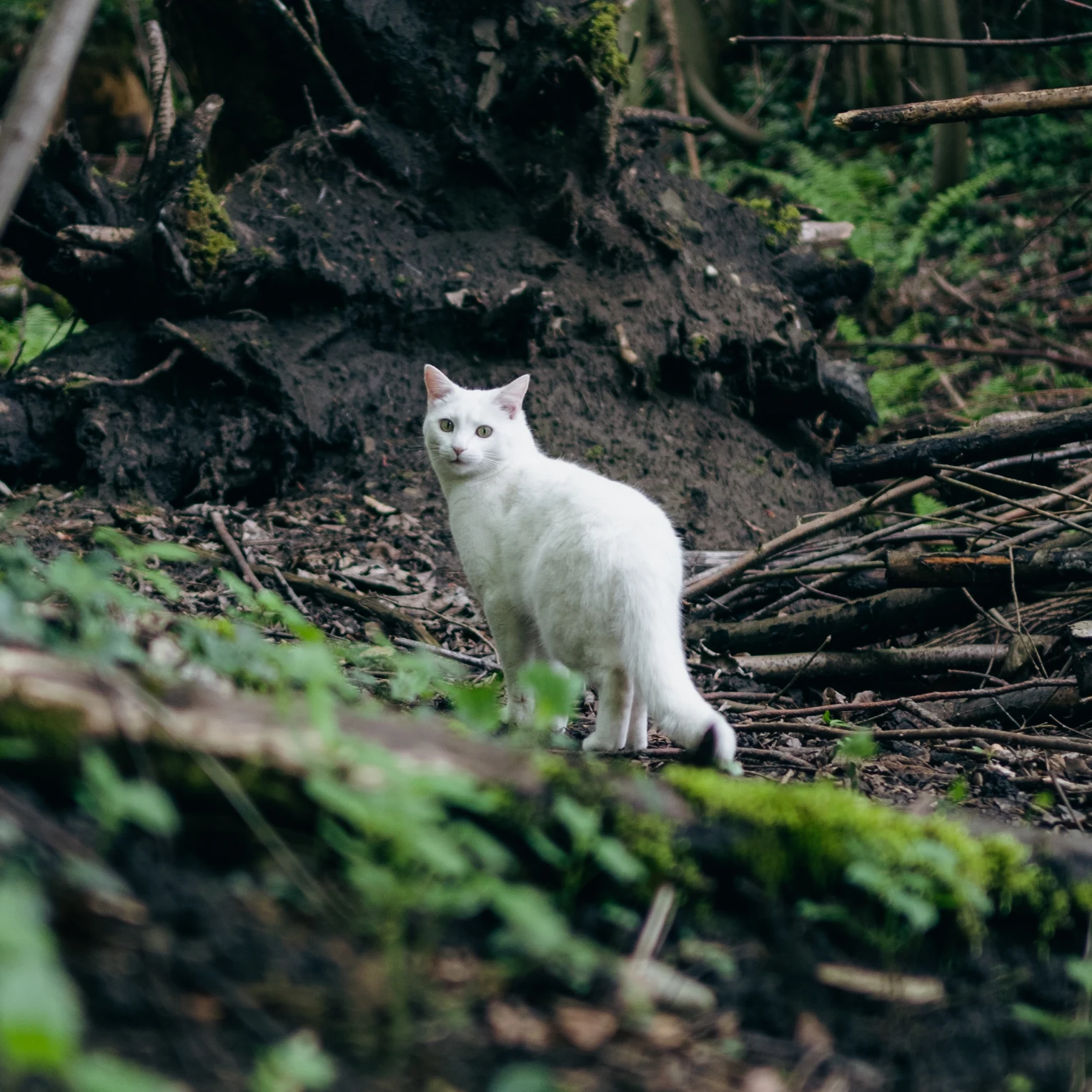 Weißer Tiger im Wald