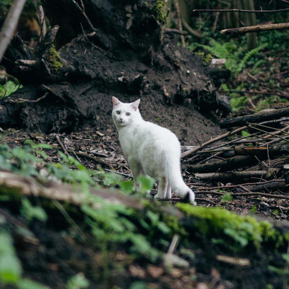 Weißer Tiger im Wald