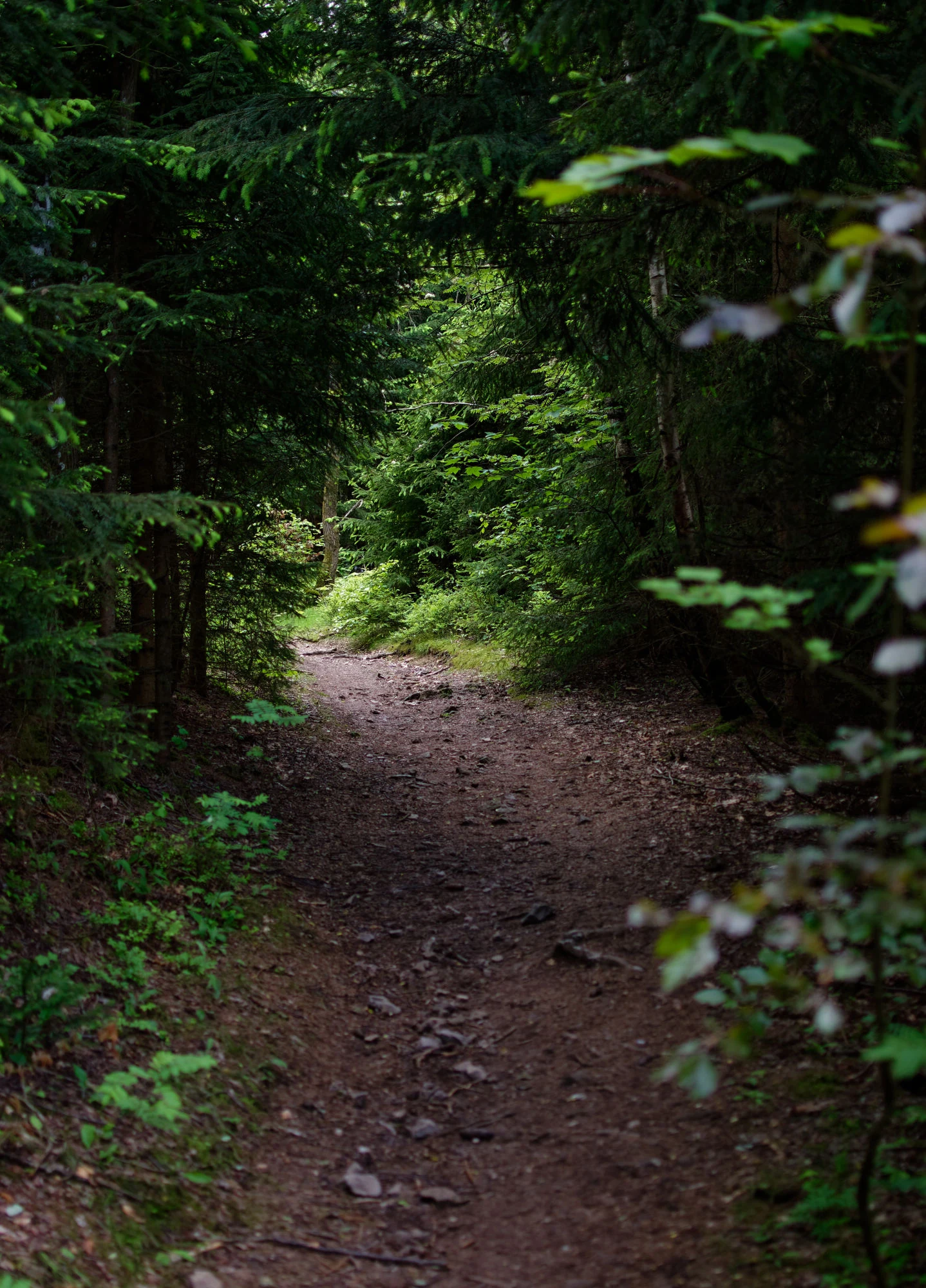 Waldpfad