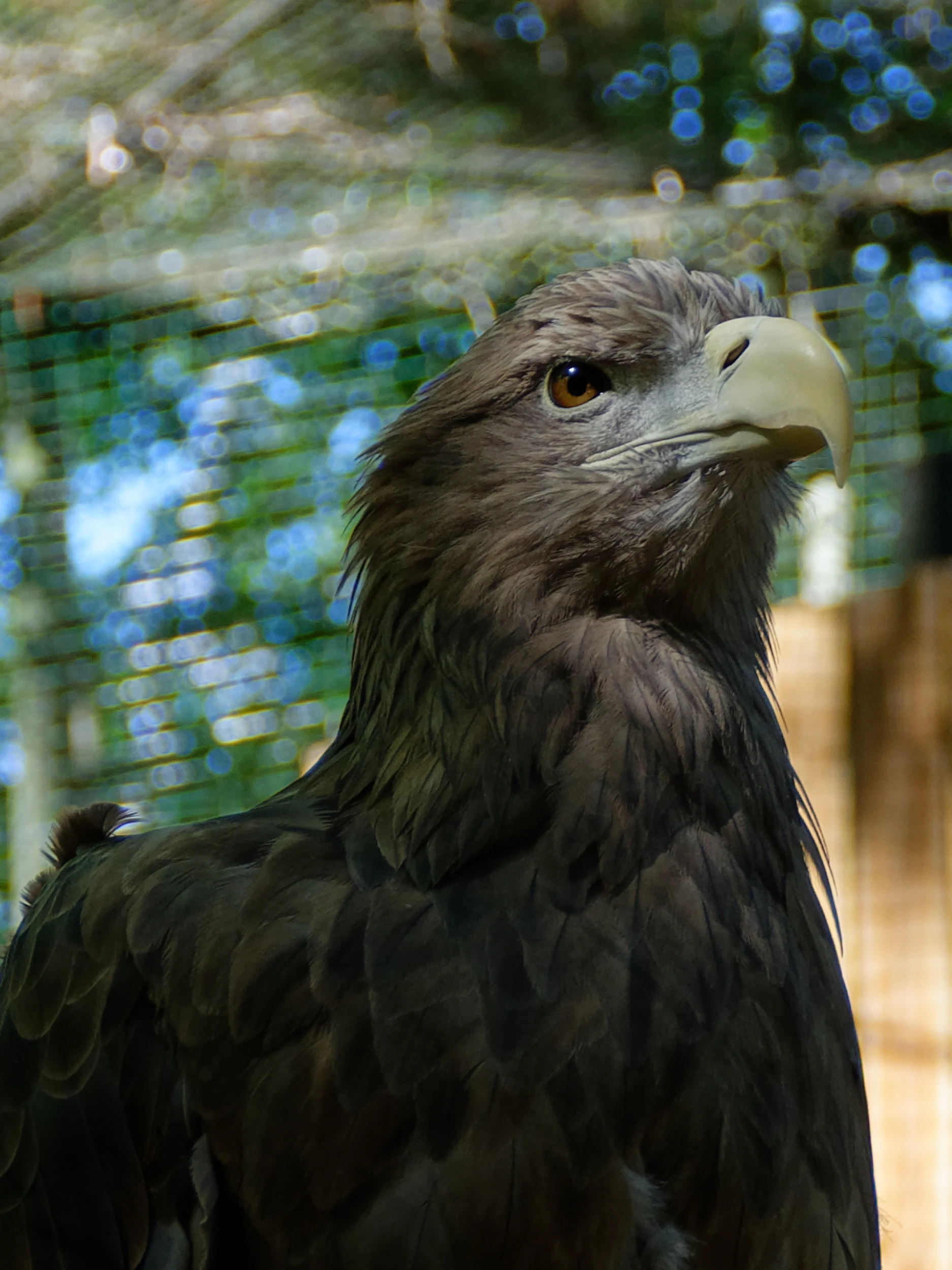 Adler