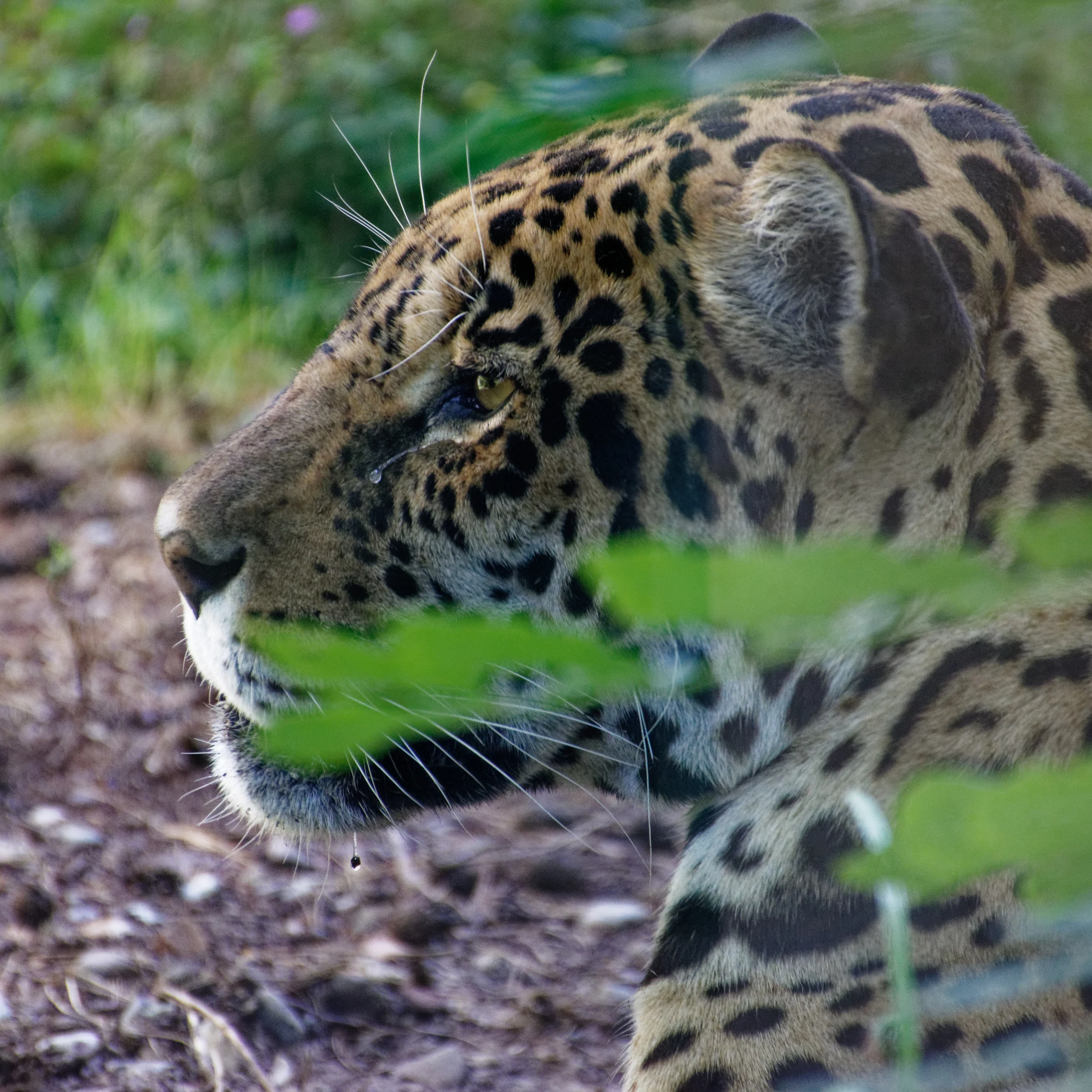 Jaguar