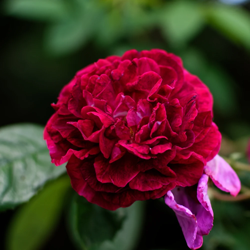20200630-604.0-Rote_Rose