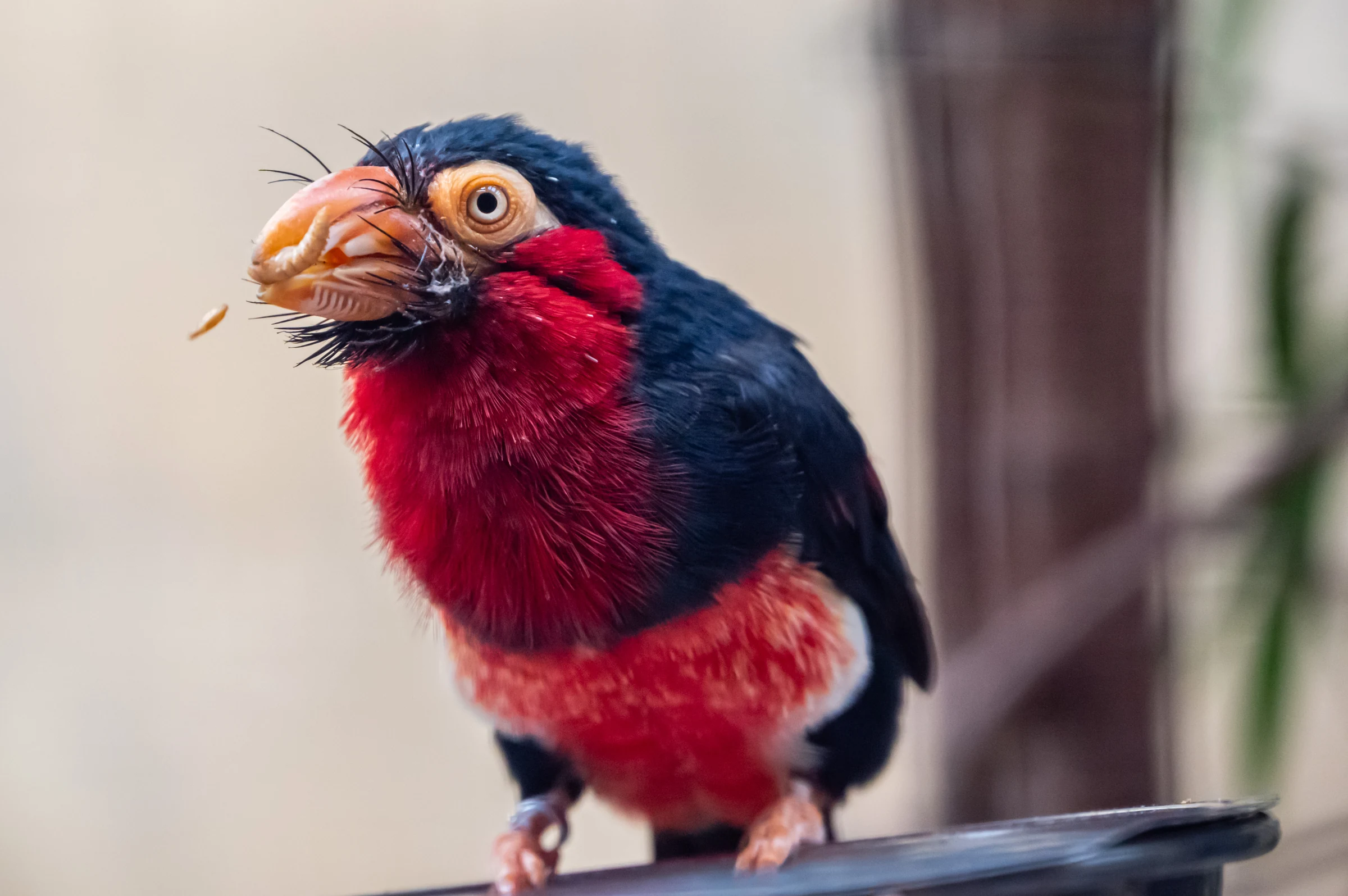 Vogel im Berliner Zoo