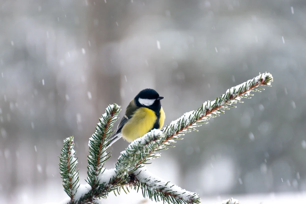 Vogel auf Zweig
