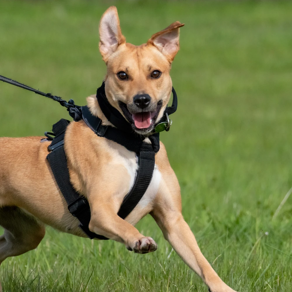 Gabika