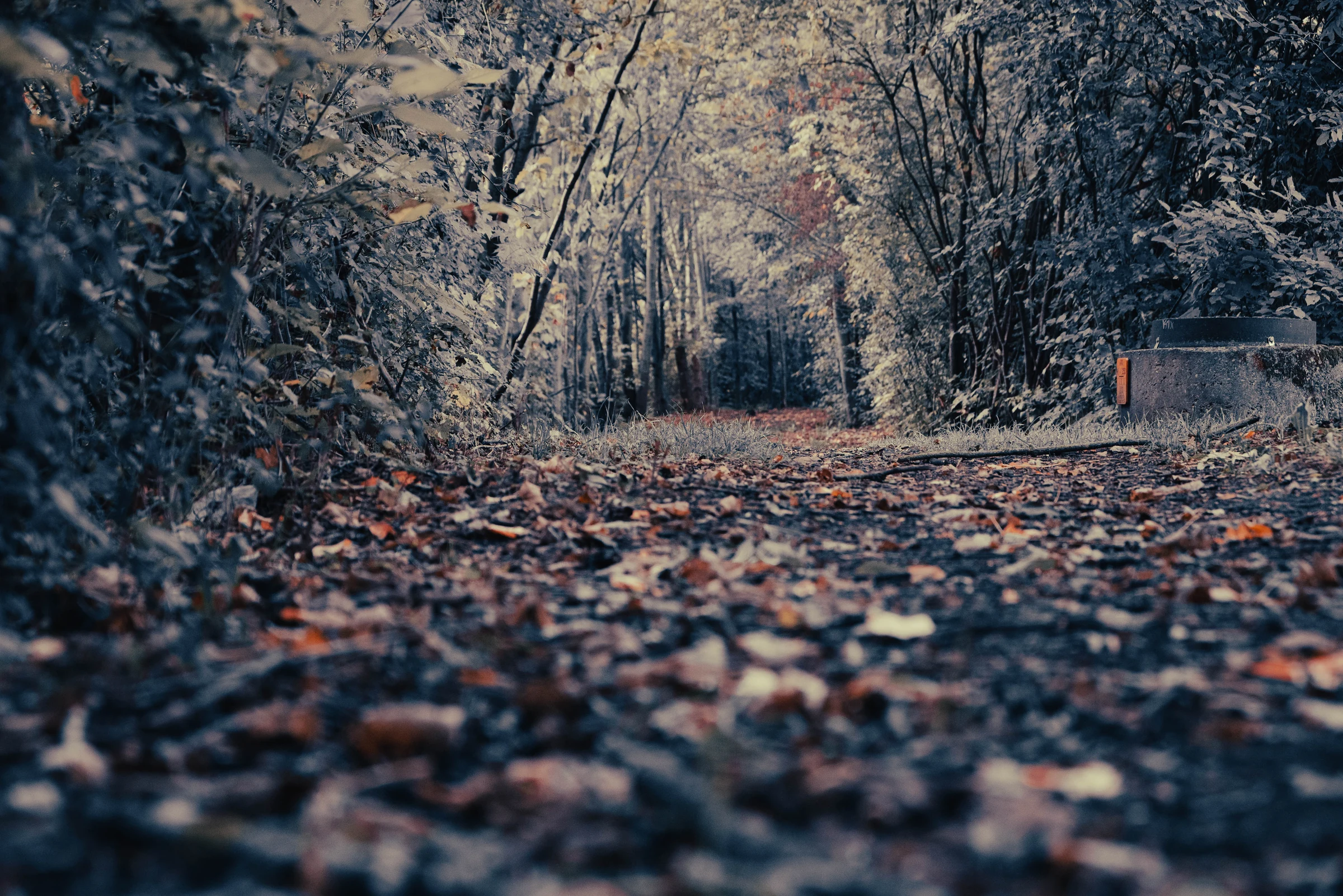Weg in den Herbst