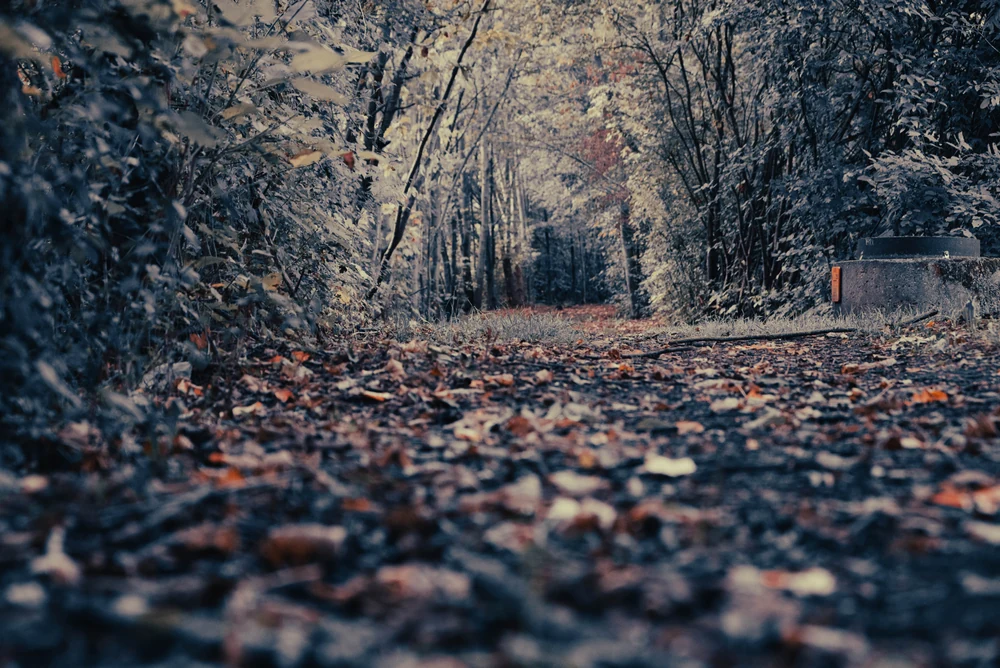 Weg in den Herbst