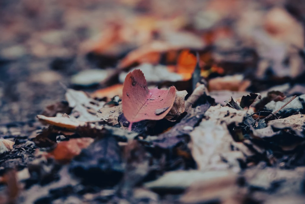 Herbststimmung