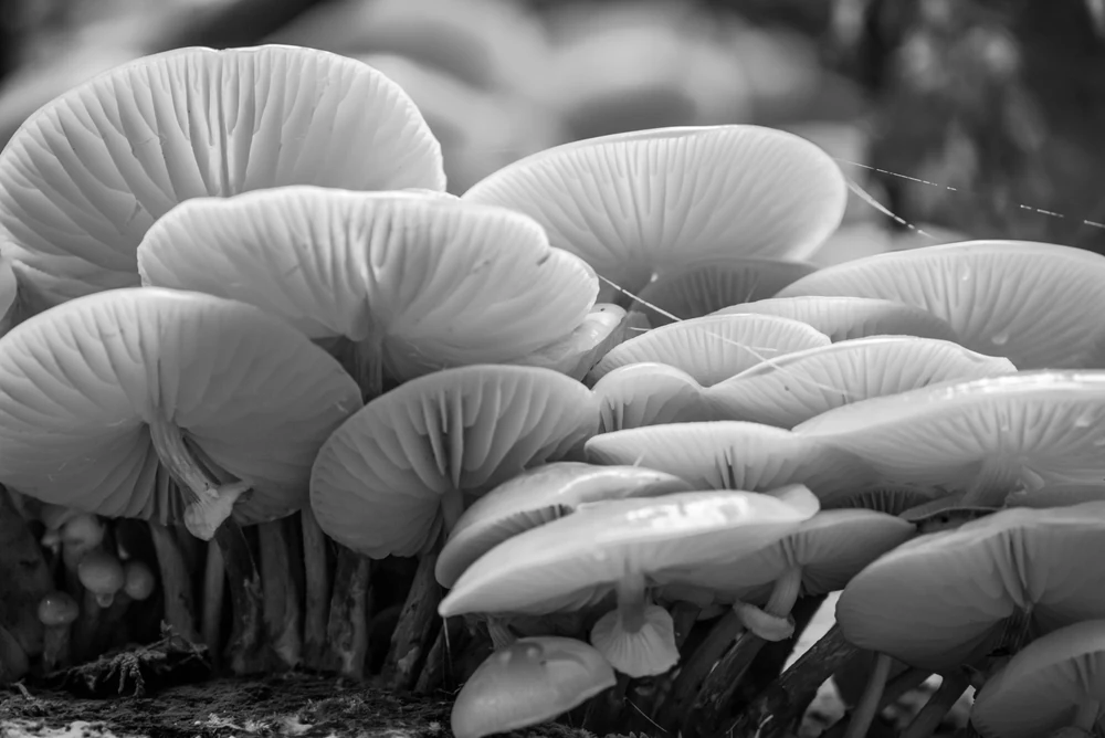 Pilze