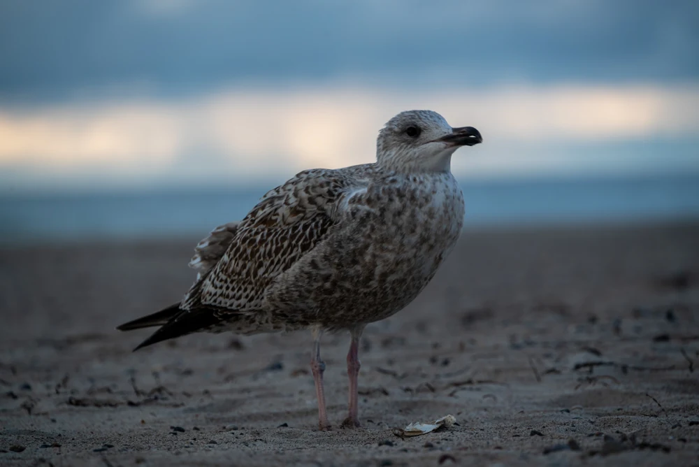 Moevi am Strand