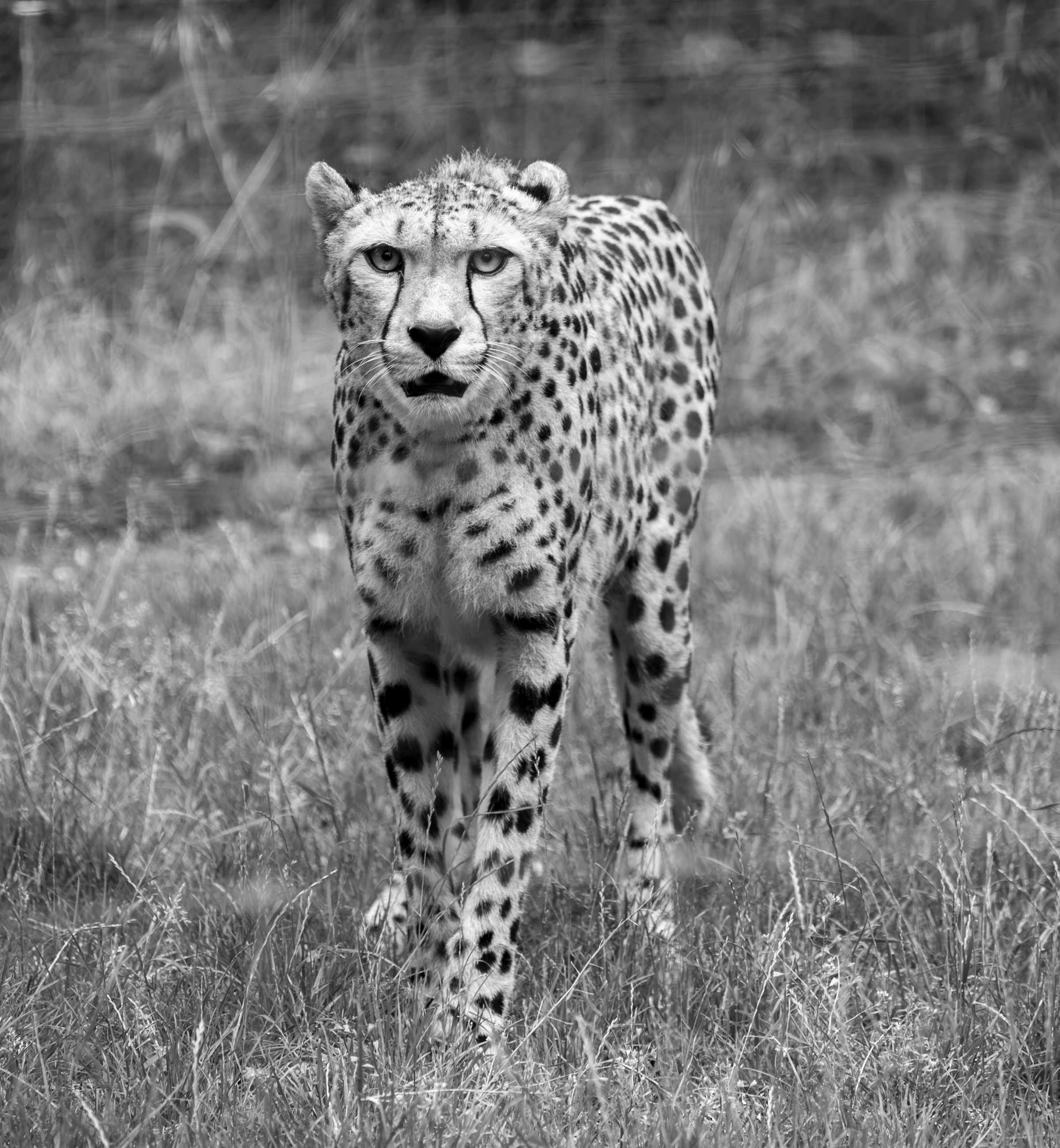Cheetah Look Bad