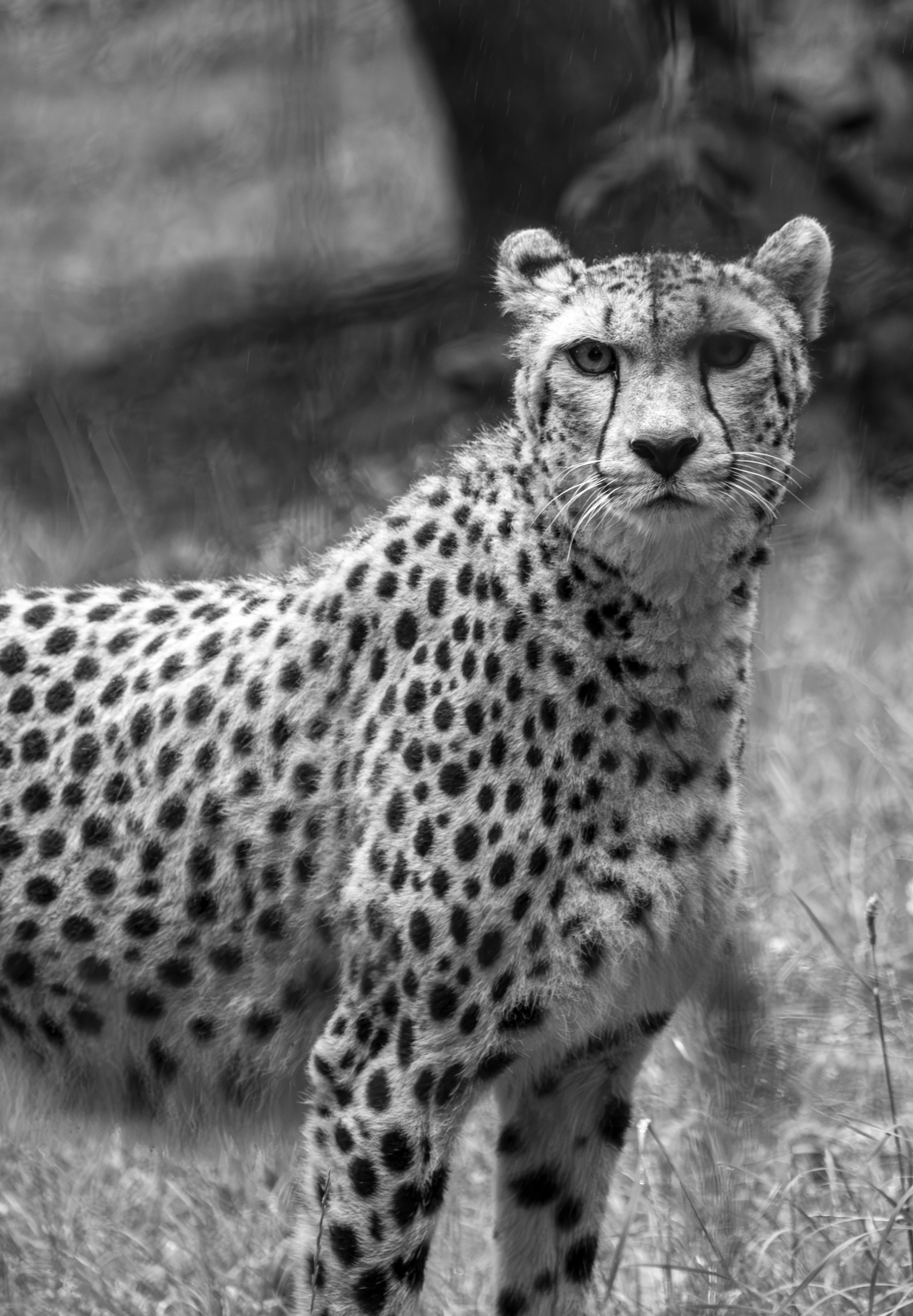 Cheetah Look Bad