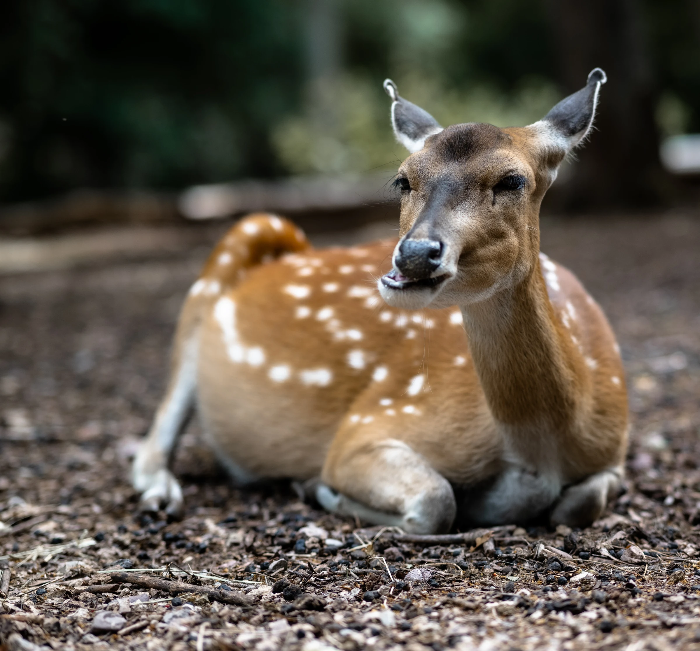 Reh im Wald
