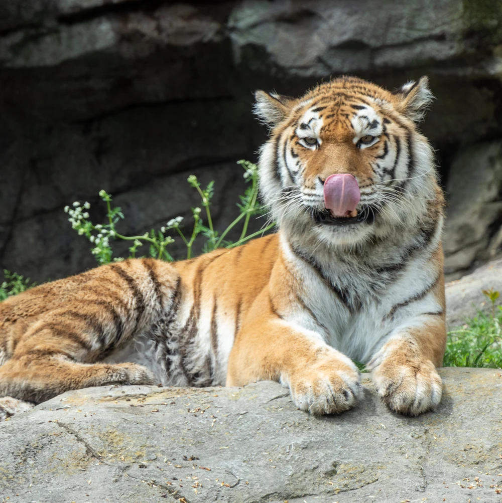 Tiger mit Zunge