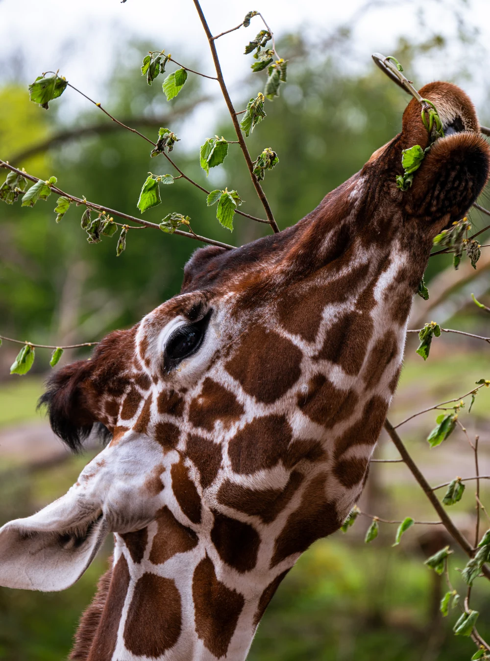Giraffe