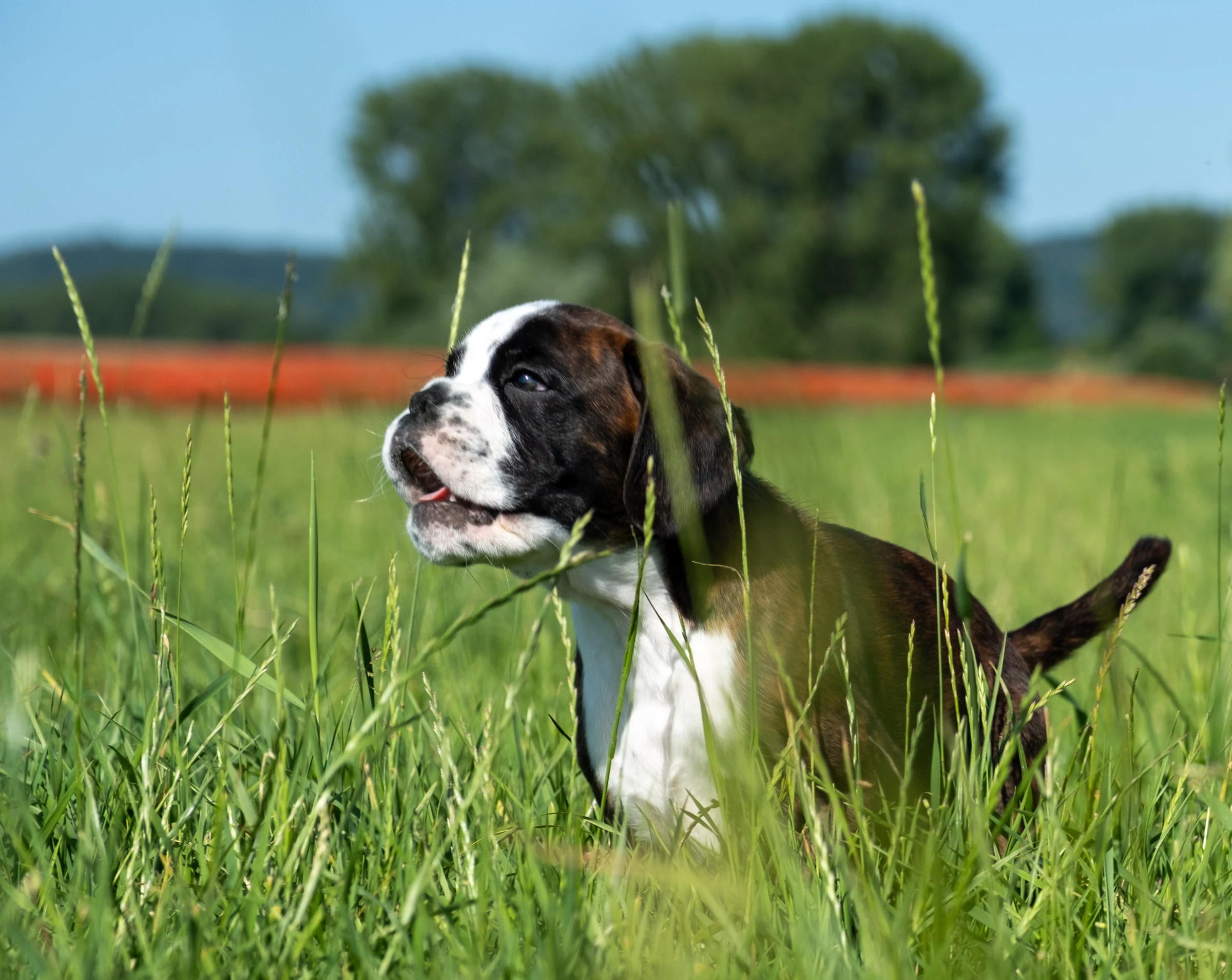Blindside-wiggerl Welpen Fotos