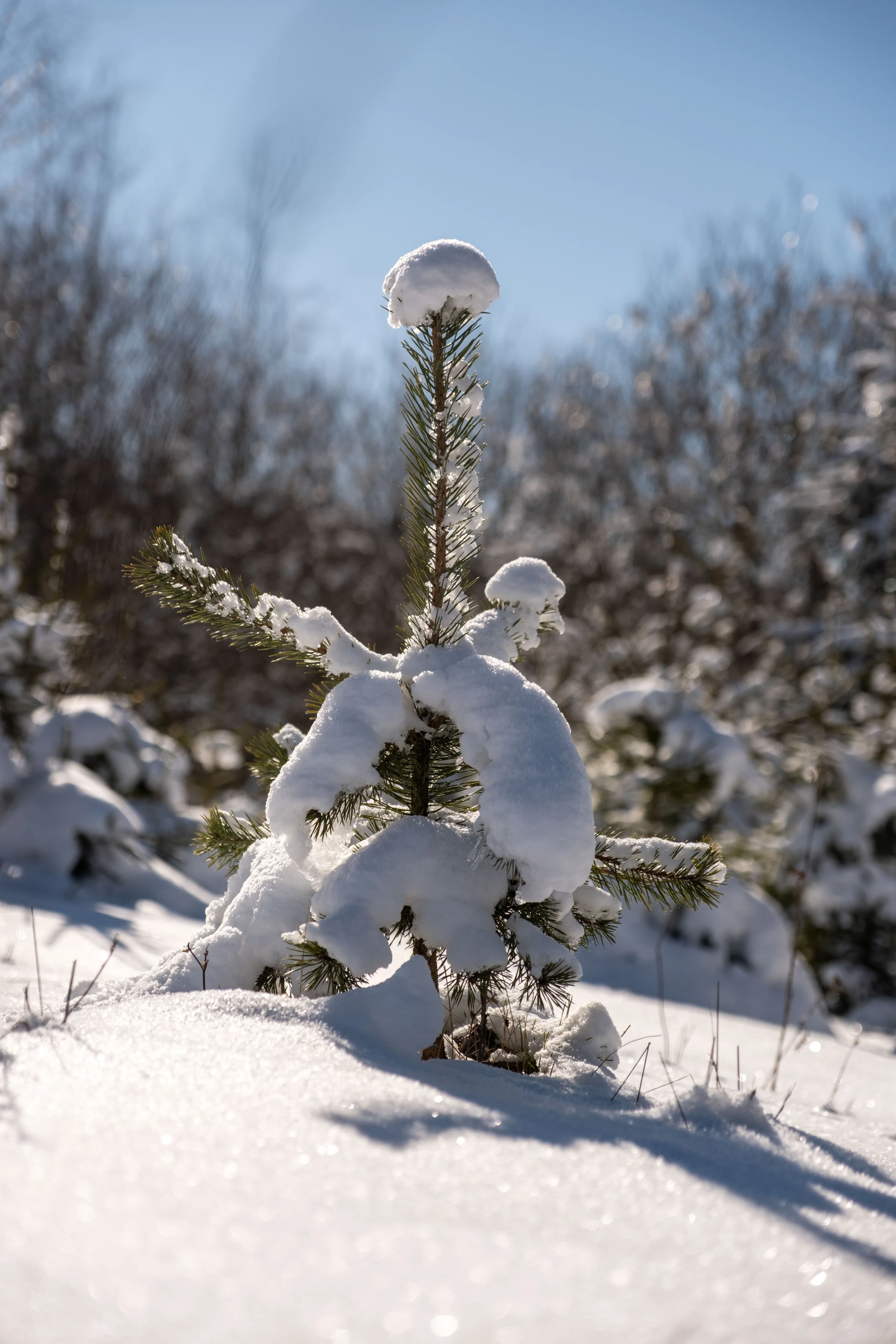 260220-124554-14-FT5S9607-