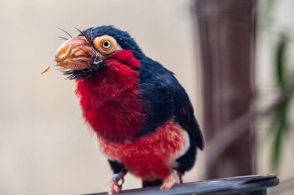 Vogel im Berliner Zoo