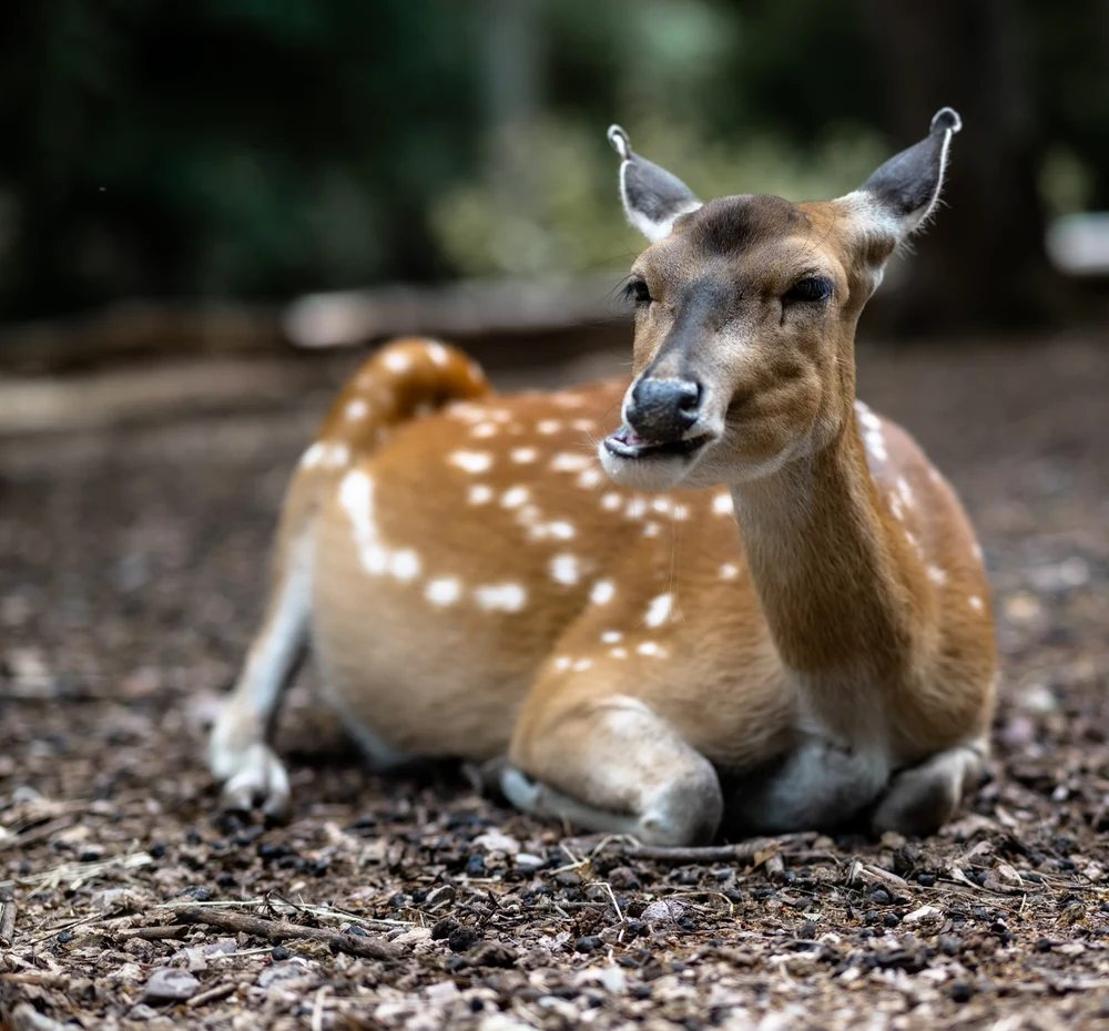 Reh im Wald